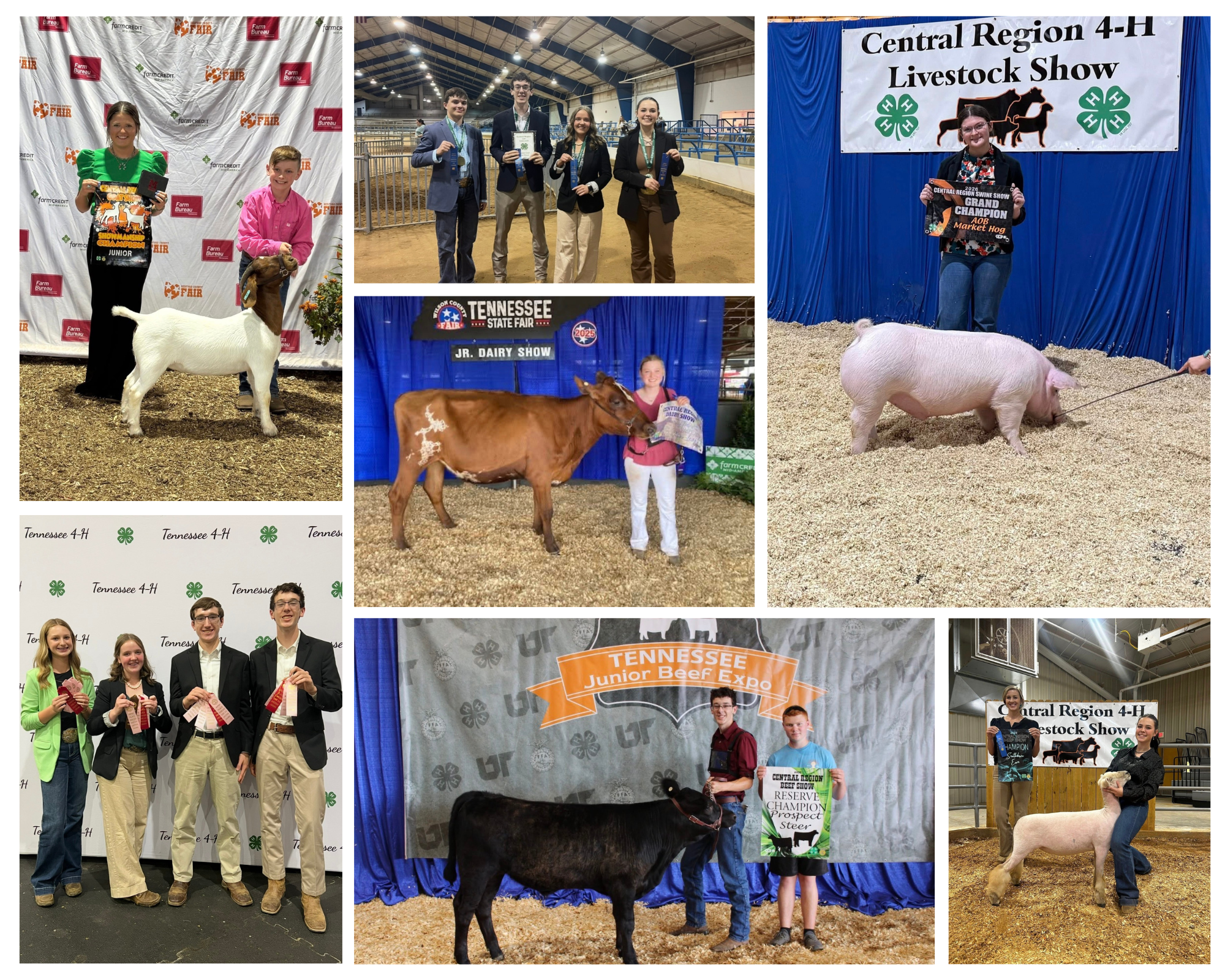 Group of photos of youth showing animals in 4-H Shows. 